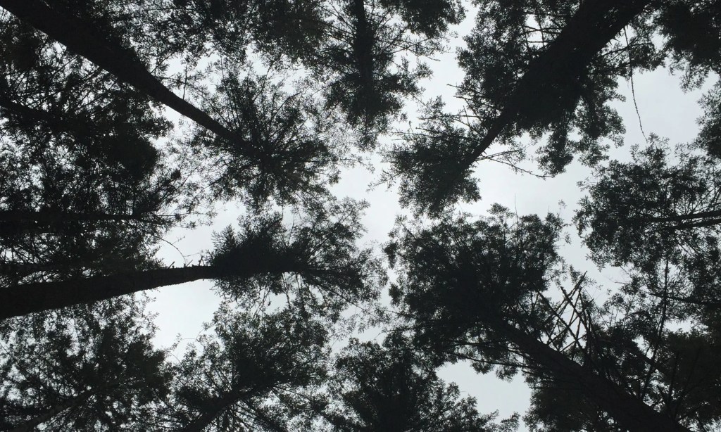 The Gift by Lui&nbsp;Sit