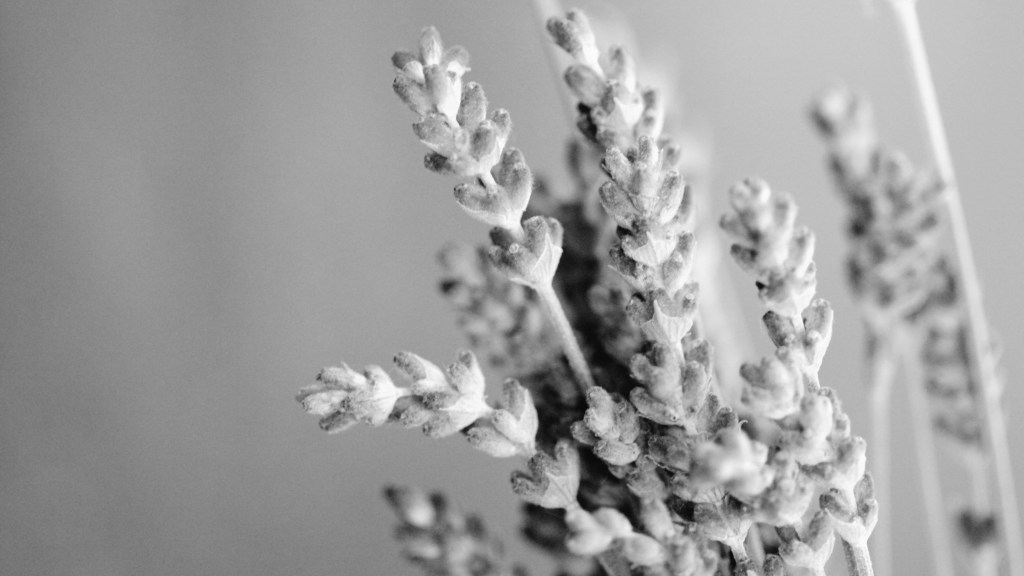 The Colour of Lavender by Merel&nbsp;Schreurs