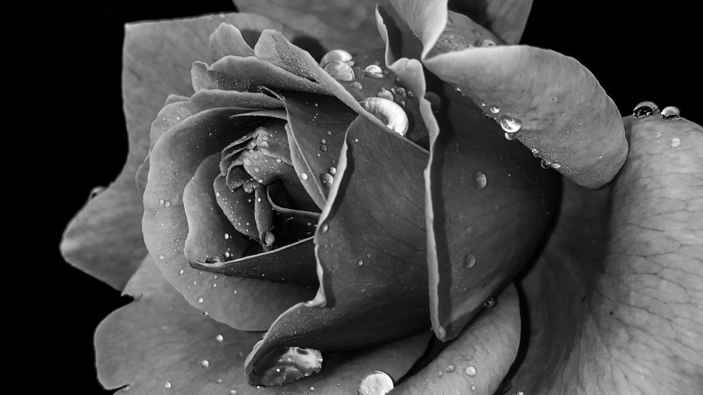 Dedication by Jared&nbsp;Povanda