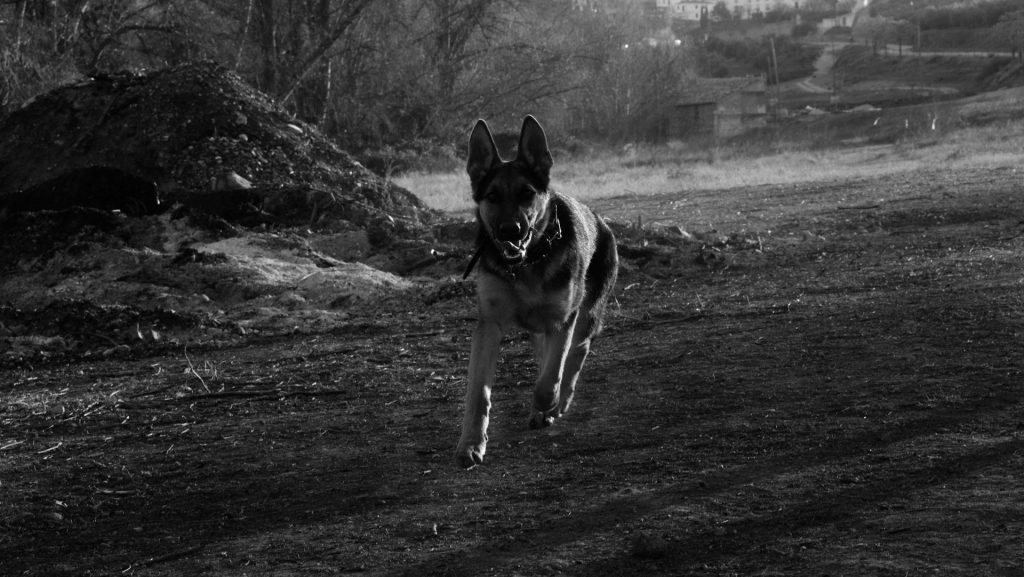 Momentum by Christopher&nbsp;Thomas