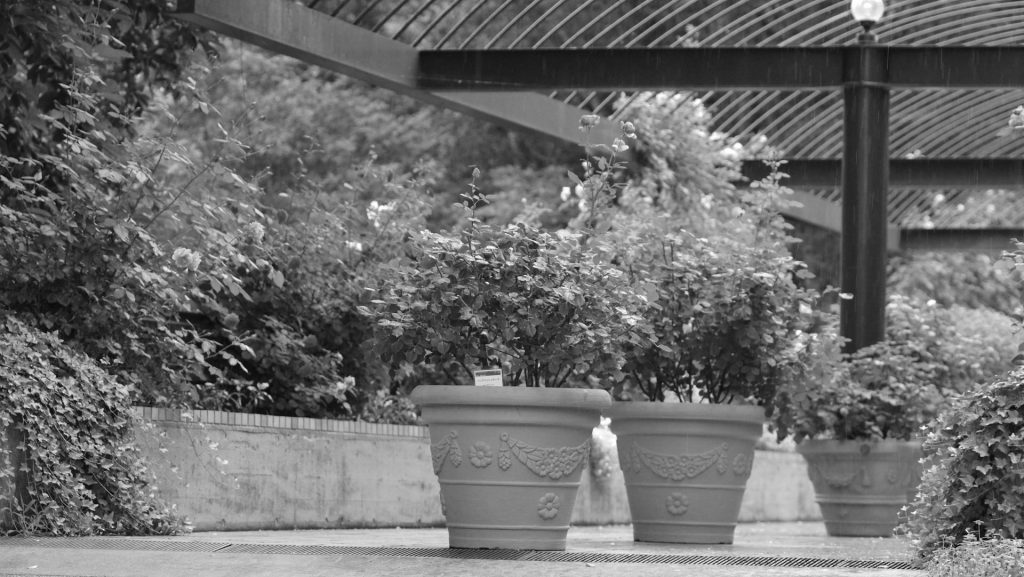 A Word for the Old Woman by Richard&nbsp;Gibney