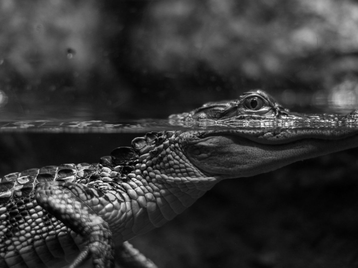 Spring River Flow by Nemo&nbsp;Arator