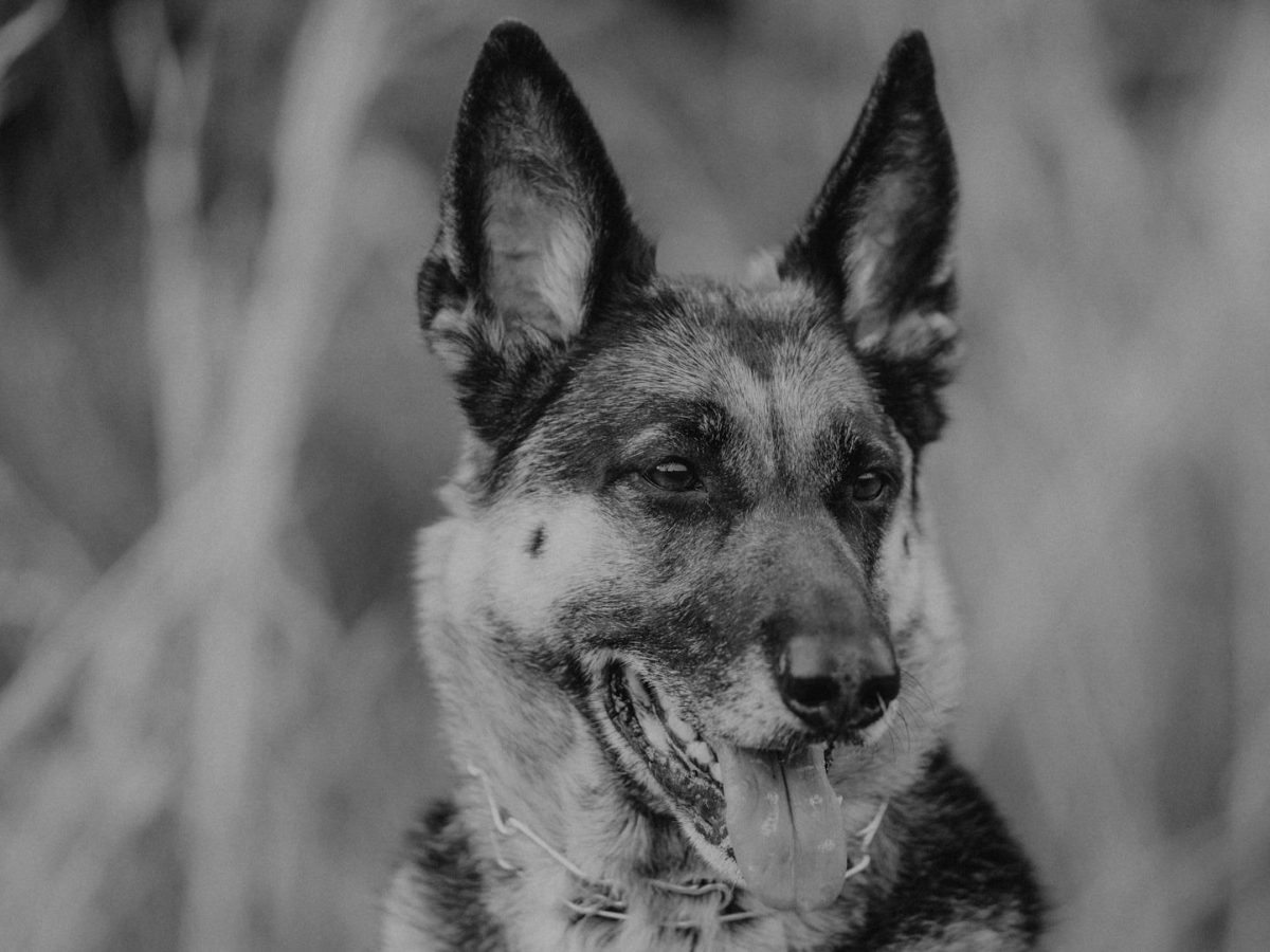 Bernhardt the Therapy Dog by Nicole&nbsp;Brogdon
