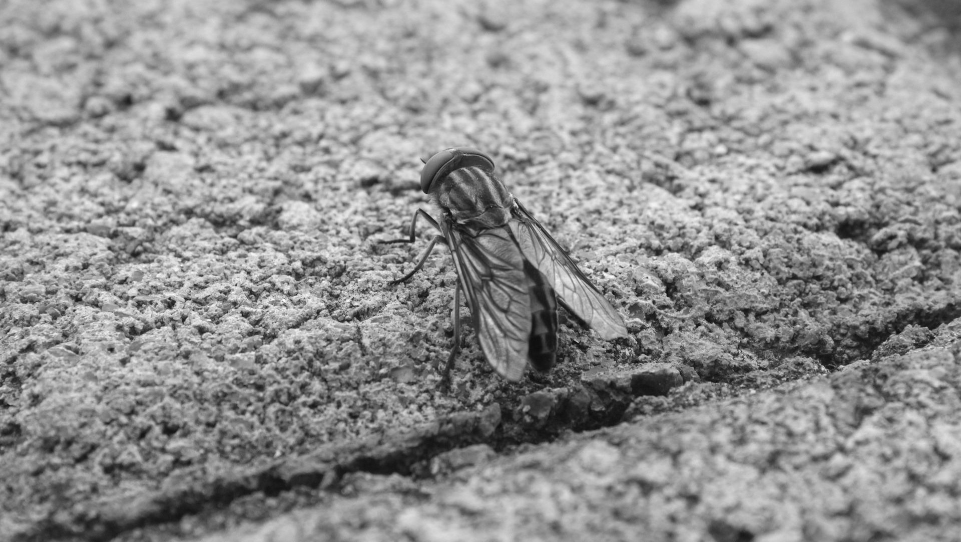 Horseflies by Sam Christie
