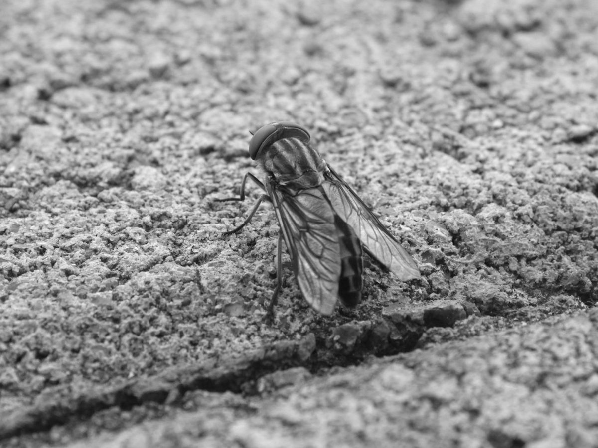 Horseflies by Sam&nbsp;Christie