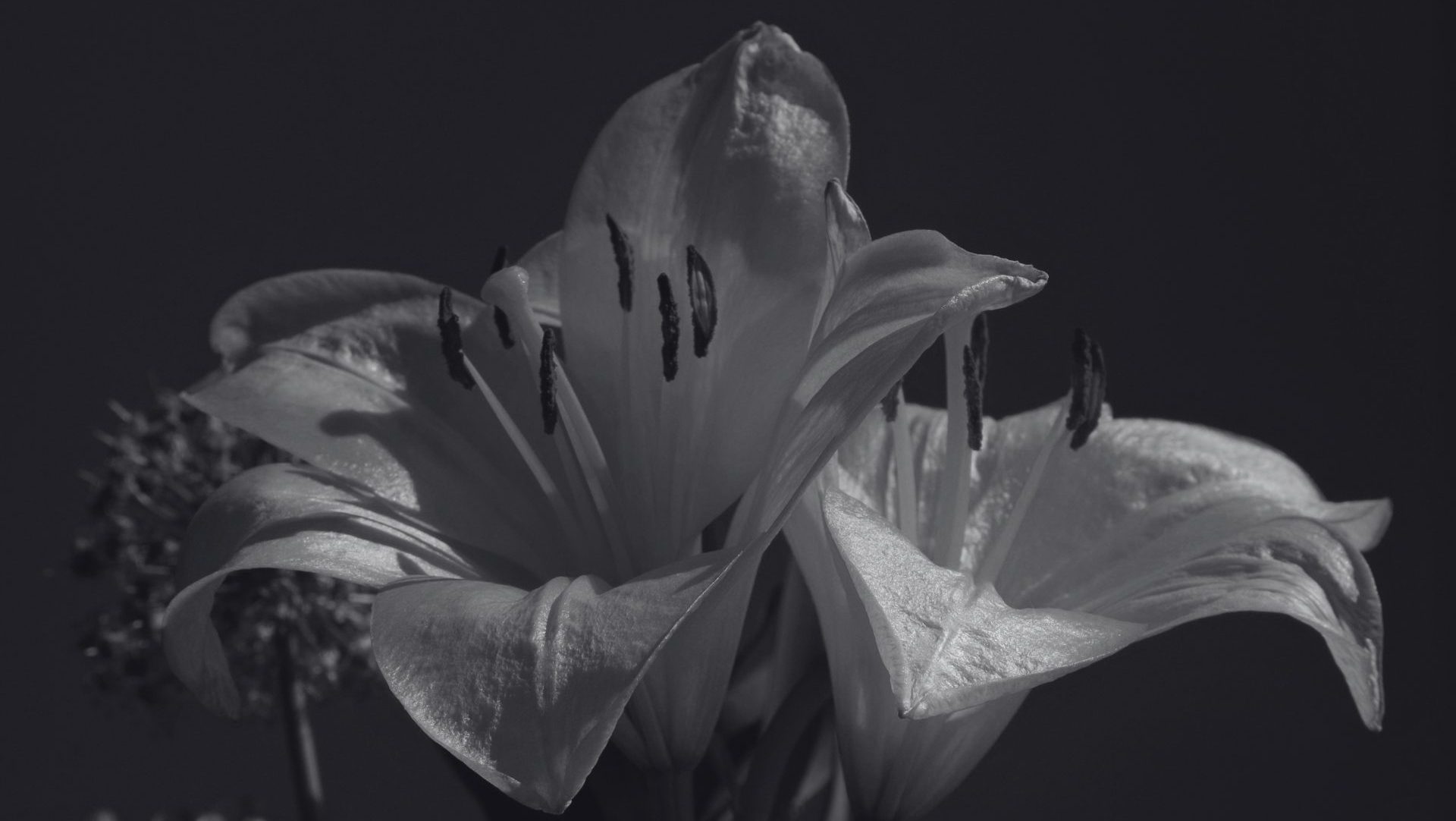 Where the Flowers Go by Franklin Obiekwe