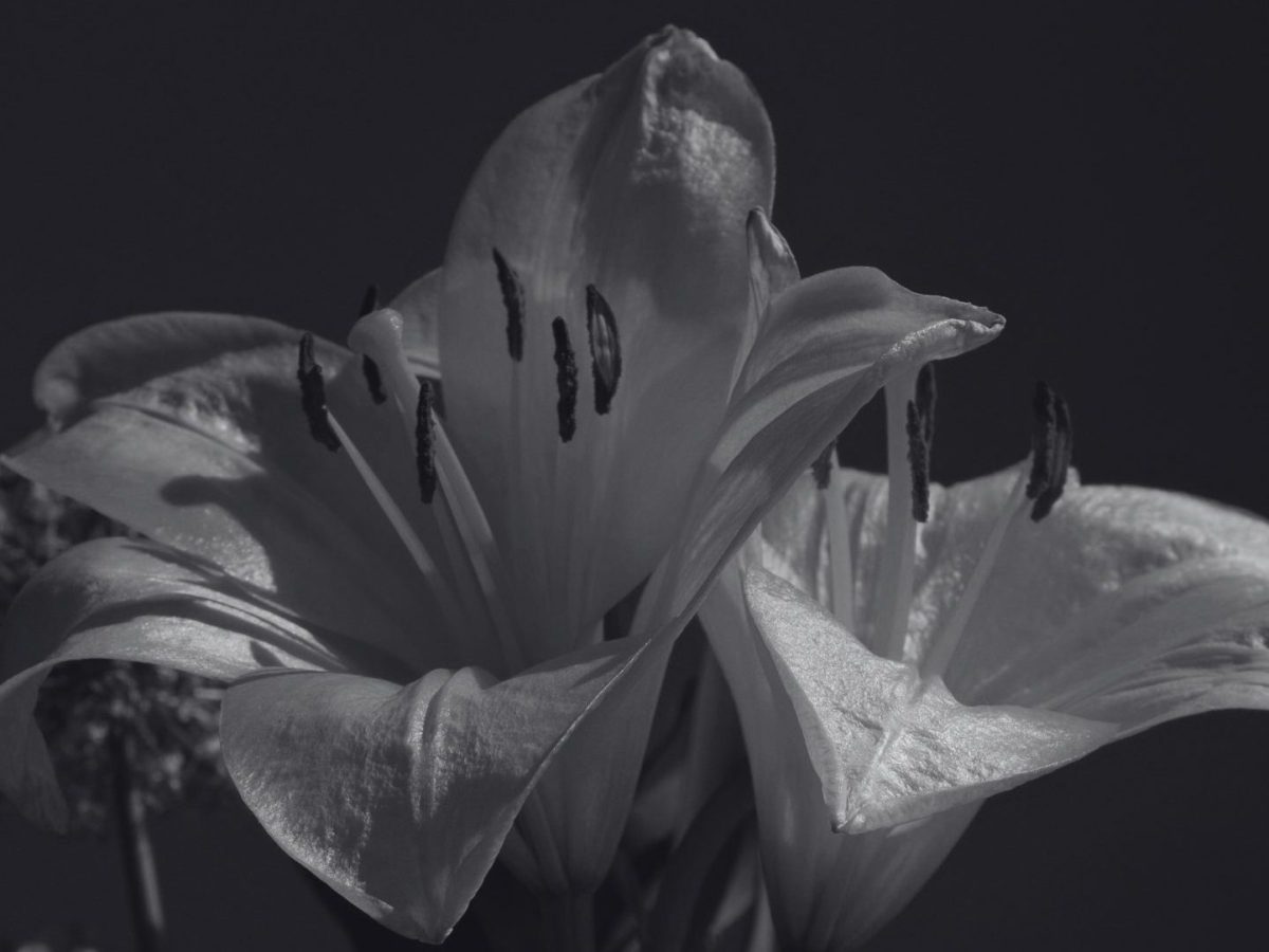 Where the Flowers Go by Franklin&nbsp;Obiekwe